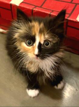Charlotte -  Calico and Domestic Medium Hair Cat for Adoption in Campbell, California - Charlotte | PetCurious