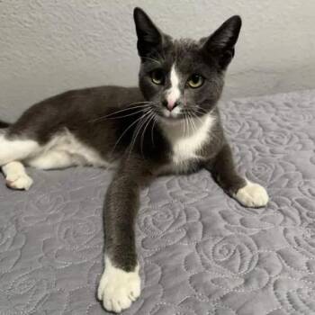 Russian Blue and Tuxedo Cats Available for Adoption - Toby | PetCurious