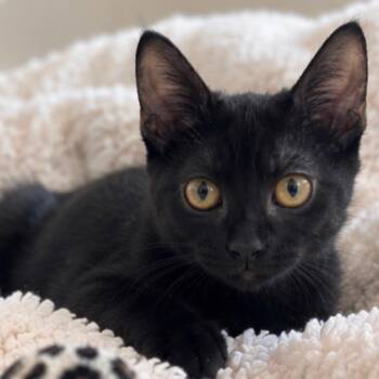 Jet -  Domestic Short Hair Cat for Adoption in Jupiter, Florida - Jet | PetCurious