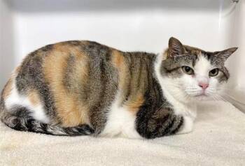 Domestic Medium Hair Cats Available for Adoption in Brentwood, Missouri - SUMMER | PetCurious