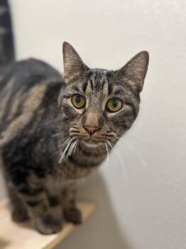 Polly Pocket -  Tabby and Domestic Short Hair Cat for Adoption in Dallas, Texas - Polly Pocket | PetCurious