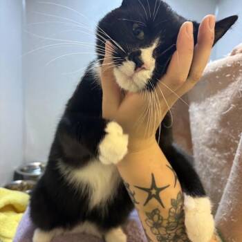 Debonair -  Domestic Short Hair Cat for Adoption in Pittsburgh, Pennsylvania - Debonair | PetCurious
