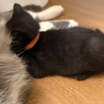 Billi Katze -AC -  Domestic Short Hair Cat for Adoption in Tallahassee, Florida - Billi Katze -AC | PetCurious
