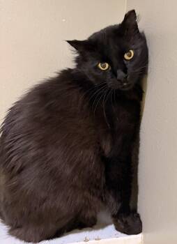 Sketchy -  Domestic Long Hair Cat for Adoption in Redmond, Oregon - Sketchy | PetCurious