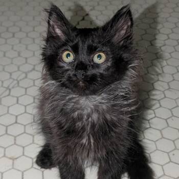 Stevie - Black Smoke Coloring -  Domestic Medium Hair Cat for Adoption in Wyandotte, Michigan - Stevie - Black Smoke Coloring | PetCurious