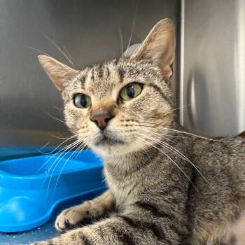 Rescue Domestic Short Hair Cats for Adoption in Eaton Rapids, Michigan - Gladys Whiskerbean 55056 | PetCurious