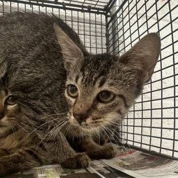 Mopi (Lanny) -  Domestic Short Hair Cat for Adoption in Edinburg, Texas - Mopi (Lanny) | PetCurious