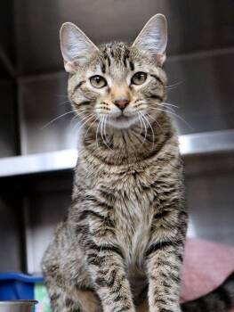 Rescue Domestic Short Hair Cats for Adoption in Kansas City, Kansas - Tinsel (AO35315) | PetCurious