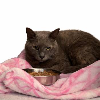 Domestic Short Hair Cats Available for Adoption in Quakertown, Pennsylvania - Gretchen | PetCurious