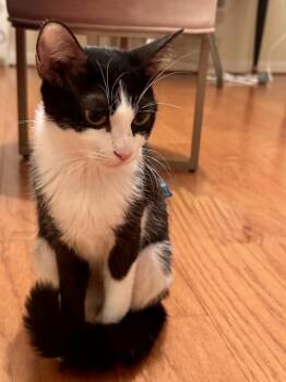 Peony -  Domestic Short Hair Cat for Adoption in Houston, Texas - Peony | PetCurious