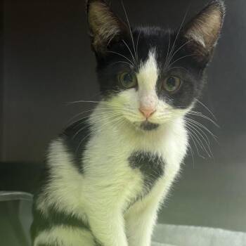 Jersey -  Domestic Short Hair Cat for Adoption in East Hanover, New Jersey - Jersey | PetCurious