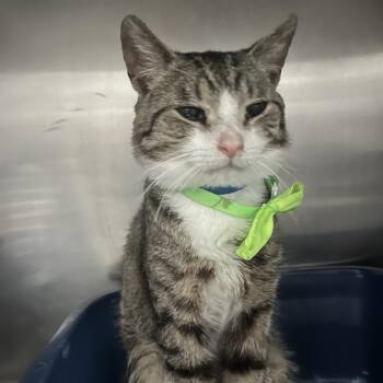 Domestic Short Hair Cats Available for Adoption in Lakeland, Florida - Kirkland | PetCurious