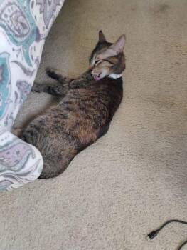 Catto -  Domestic Short Hair Cat for Adoption in West Chester, Pennsylvania - Catto | PetCurious