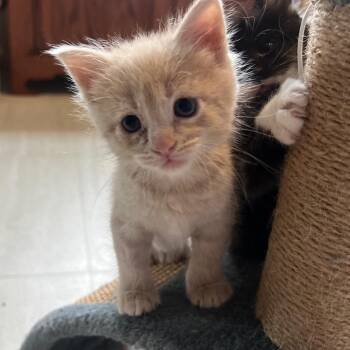 Meowrio -  Domestic Short Hair Cat for Adoption in Overland Park, Kansas - Meowrio | PetCurious