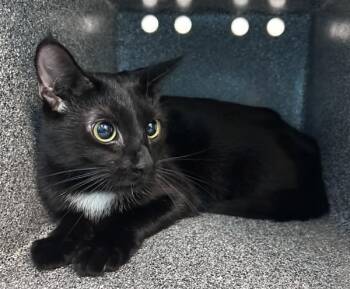Juniper Tree -  Domestic Short Hair Cat for Adoption in New York, New York - Juniper Tree | PetCurious