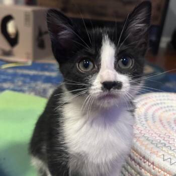 Adora -  Domestic Short Hair Cat for Adoption in Saint Charles, Missouri - Adora | PetCurious