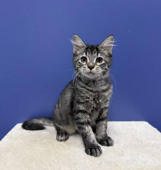 TJ -  Tabby and Maine Coon Cat for Adoption in High Ridge, Missouri - TJ | PetCurious