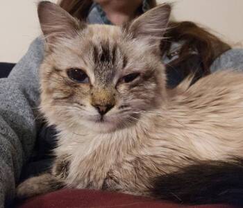 Siamese and Domestic Long Hair Cats Available for Adoption in Stratham, New Hampshire - Raggedy Ann | PetCurious