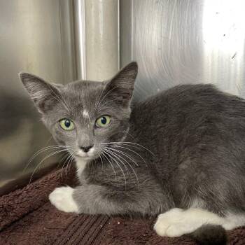 Emergency Brake -  Domestic Short Hair Cat for Adoption in Roanoke, Virginia - Emergency Brake | PetCurious