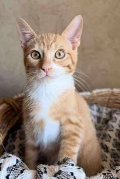 Rescue Domestic Short Hair Cats for Adoption in Warr Acres, Oklahoma - Cooper | PetCurious