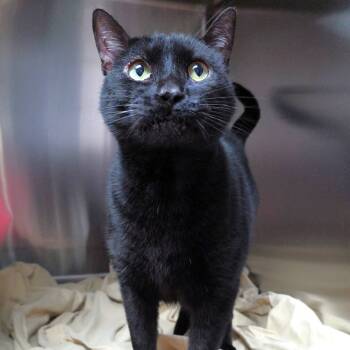 Rescue Domestic Short Hair Cats for Adoption in Michigan City, Indiana - Snirt | PetCurious