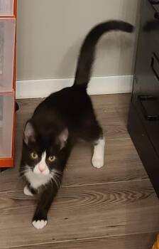 Rescue Domestic Short Hair Cats for Adoption in Lewis Center, Ohio - Habanero | PetCurious