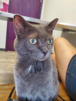 Rescue Domestic Short Hair Cats for Adoption in Blaine, Minnesota - Earl Grey | PetCurious
