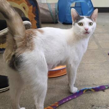 Domestic Short Hair Cats Available for Adoption in Pasadena, California - Lottie | PetCurious