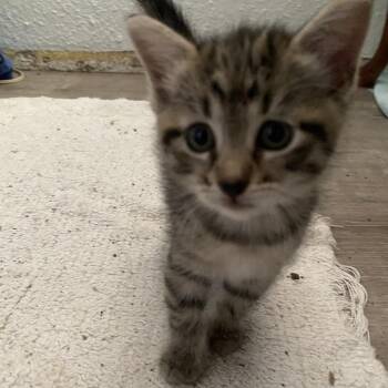 Gemini (COH-A-68275) -  Domestic Short Hair Cat for Adoption in Volcano, Hawaii - Gemini (COH-A-68275) | PetCurious