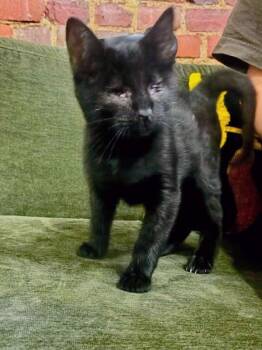 Baby Bat -  American Shorthair Cat for Adoption in New York, New York - Baby Bat | PetCurious