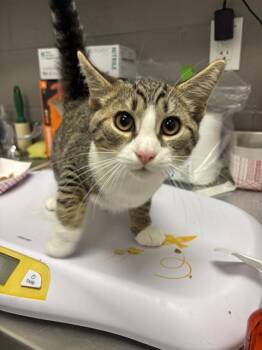 HABIBI -  Domestic Short Hair Cat for Adoption in Indianapolis, Indiana - HABIBI | PetCurious
