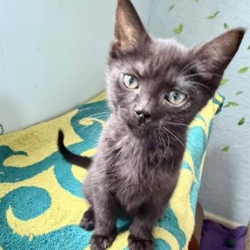 Willow -  Domestic Short Hair Cat for Adoption in Portage, Michigan - Willow | PetCurious