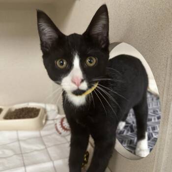 Domestic Short Hair Cats Available for Adoption in Westhampton, New York - Pablo | PetCurious