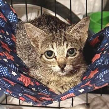 Gidget -  Tabby Cat for Adoption in Millcreek, Utah - Gidget | PetCurious