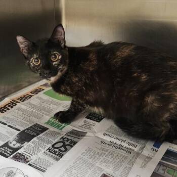 Spider cooler -  Domestic Short Hair Cat for Adoption in Winston-salem, North Carolina - Spider Cooler | PetCurious