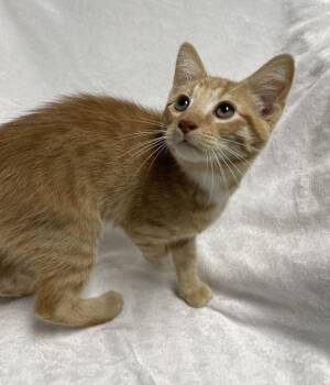 Momo -  Domestic Short Hair Cat for Adoption in Jackson, Michigan - Momo | PetCurious