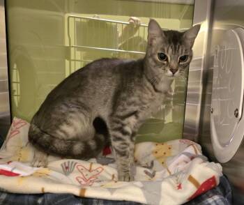 Poptart -  Domestic Short Hair Cat for Adoption in Dickson, Tennessee - Poptart | PetCurious