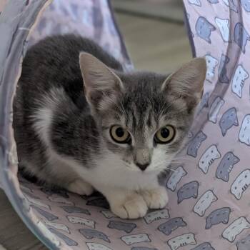 Morwen -  Domestic Short Hair Cat for Adoption in Raleigh, North Carolina - Morwen | PetCurious