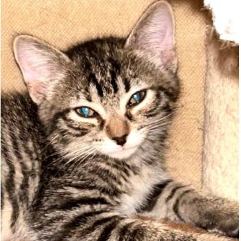 Rescue Domestic Short Hair Cats for Adoption in League City, Texas - Gidget | PetCurious