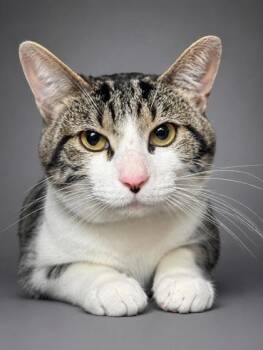 Baxter -  Domestic Short Hair Cat for Adoption in Bowling Green, Kentucky - Baxter | PetCurious