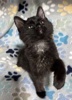 Tootsie Roll -  Domestic Medium Hair Cat Available for Adoption in Jackson, Georgia - Tootsie Roll | PetCurious