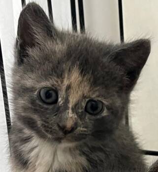 Everly -  Domestic Short Hair Cat for Adoption in Williamsburg, Virginia - Everly | PetCurious