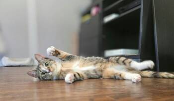 Josie -  Domestic Short Hair Cat for Adoption in Wading River, New York - Josie | PetCurious