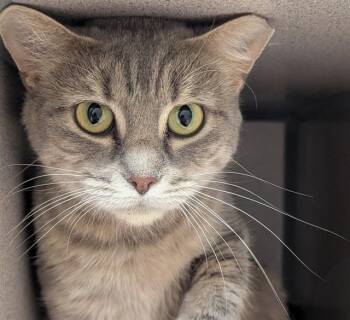 YARA -  Domestic Short Hair Cat for Adoption in Aliquippa, Pennsylvania - YARA | PetCurious