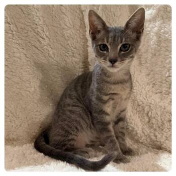 George -  Domestic Short Hair Cat for Adoption in Webster, Texas - George | PetCurious