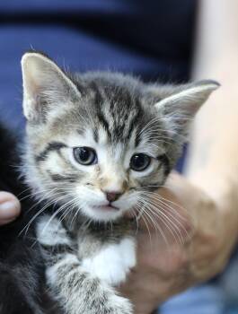 Tabby Cats Available for Adoption in Cut Bank, Montana - Kate | PetCurious