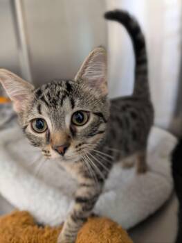 Driftwood -  Domestic Short Hair Cat for Adoption in Chambersburg, Pennsylvania - Driftwood | PetCurious