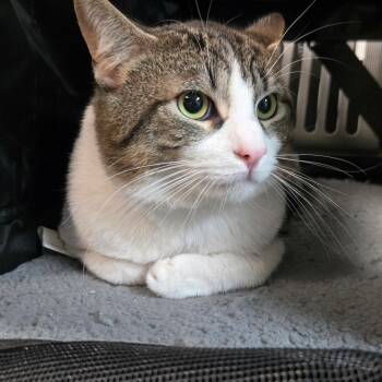 Walnut -  Domestic Medium Hair Cat for Adoption in San Jacinto, California - Walnut | PetCurious