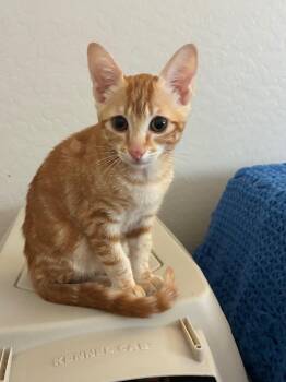 Sprout -  Domestic Short Hair Cat for Adoption in Gilbert, Arizona - Sprout | PetCurious