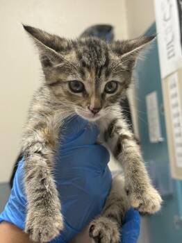 RAGATHA -  Domestic Short Hair Cat for Adoption in Las Vegas, Nevada - RAGATHA | PetCurious